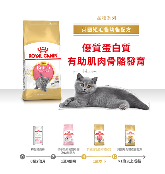 Royal Canin CAT - Feline Breed Nutrition(FBN)  British Shorthair Kitten 純種系列 英國短毛幼貓專屬配方 02kg(原裝行貨)