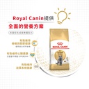 Royal Canin CAT - Feline Breed Nutrition(FBN)  British Shorthair Adult 純種系列 英國短毛成貓專屬配方 02kg (原裝行貨)