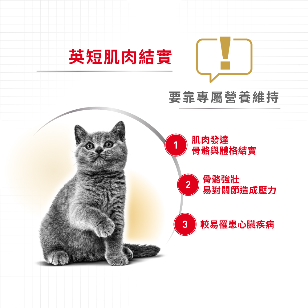 Royal Canin CAT - Feline Breed Nutrition(FBN)  British Shorthair Adult 純種系列 英國短毛成貓專屬配方 02kg (原裝行貨)