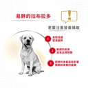 Royal Canin -  Breed 純種系列 Labrador Retriever Adult Dog 12KG 拉布拉多成犬專屬配方12公斤[訂貨需時2-3天](原裝行貨)