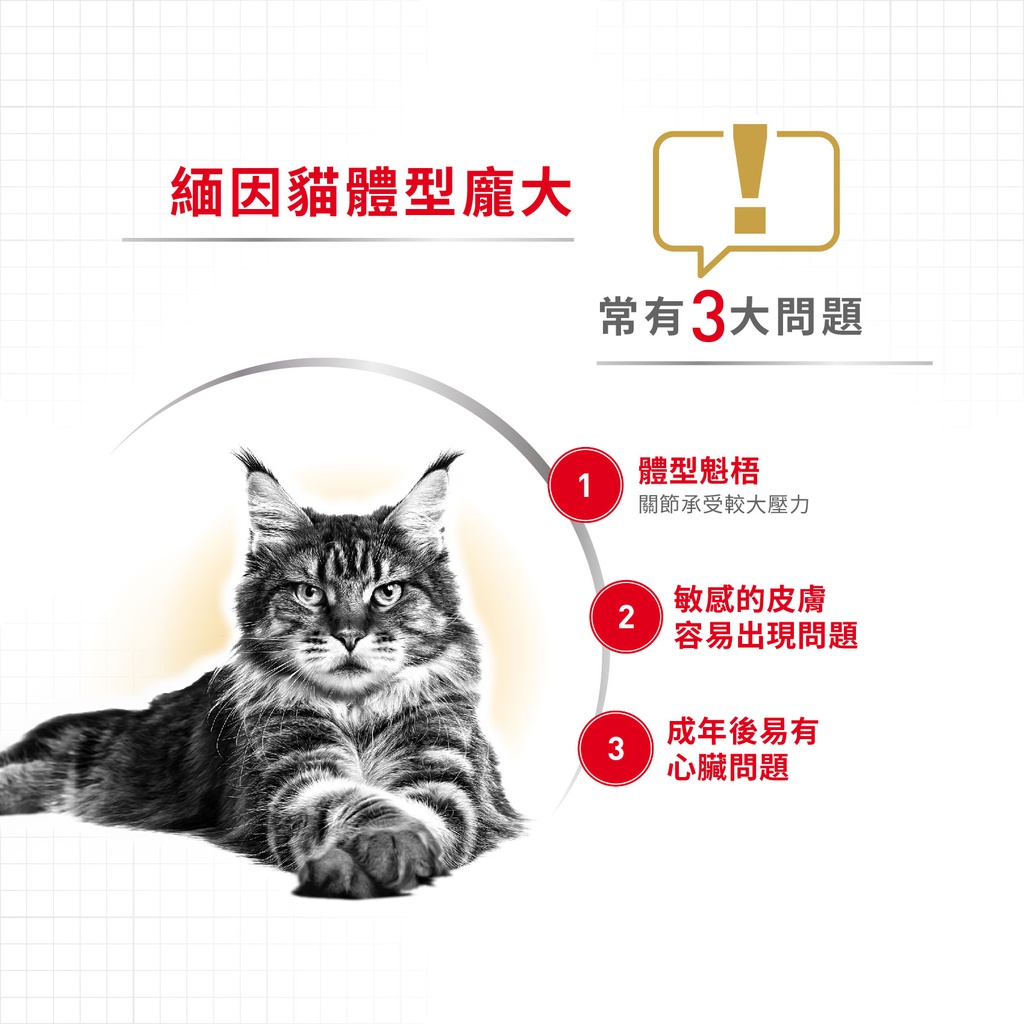 Royal Canin CAT - Feline Breed Nutrition(FBN)  Maine Coon Adult 純種系列 緬因成貓專屬配方2kg (2550020010)(原裝行貨)