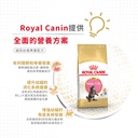 Royal Canin CAT - Feline Breed Nutrition(FBN)  Maine Coon Kitten 純種系列 緬因幼貓專屬配方 10kg (2521100)(原裝行貨)