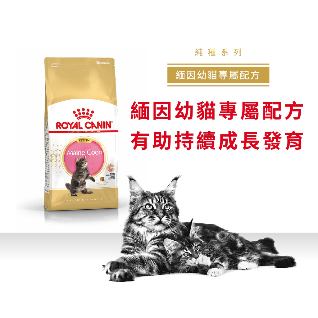 Royal Canin CAT - Feline Breed Nutrition(FBN)  Maine Coon Kitten 純種系列 緬因幼貓專屬配方 10kg (2521100)(原裝行貨)