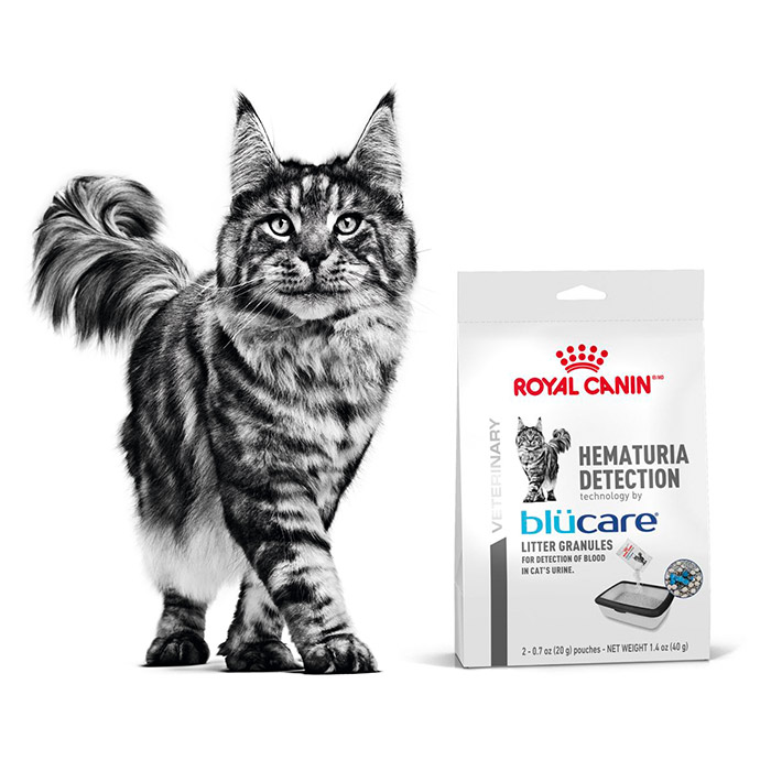 Royal Canin Hematuria Detection Blucare 法國皇家血尿檢測貓砂 40g (20g x2) [訂貨需時5-7天] 2741800