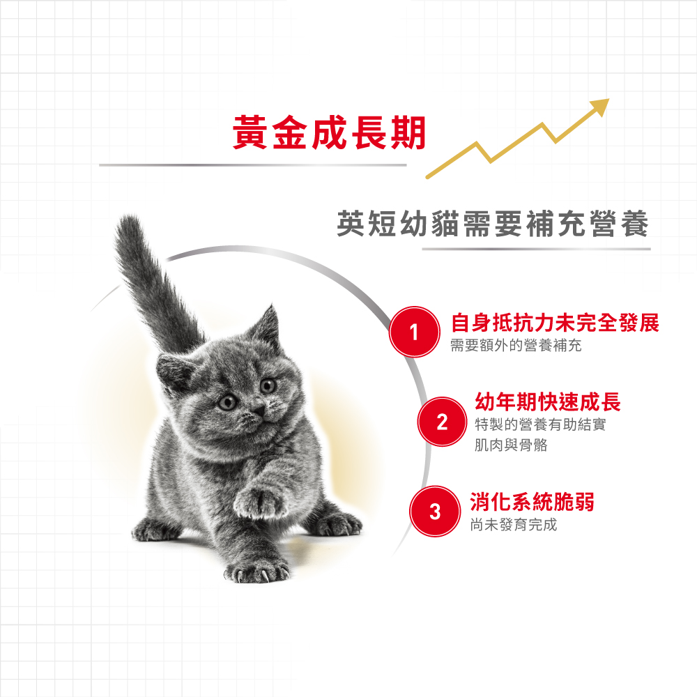 Royal Canin CAT - Feline Breed Nutrition(FBN)  British Shorthair Kitten 純種系列 英國短毛幼貓專屬配方10kg (原裝行貨)